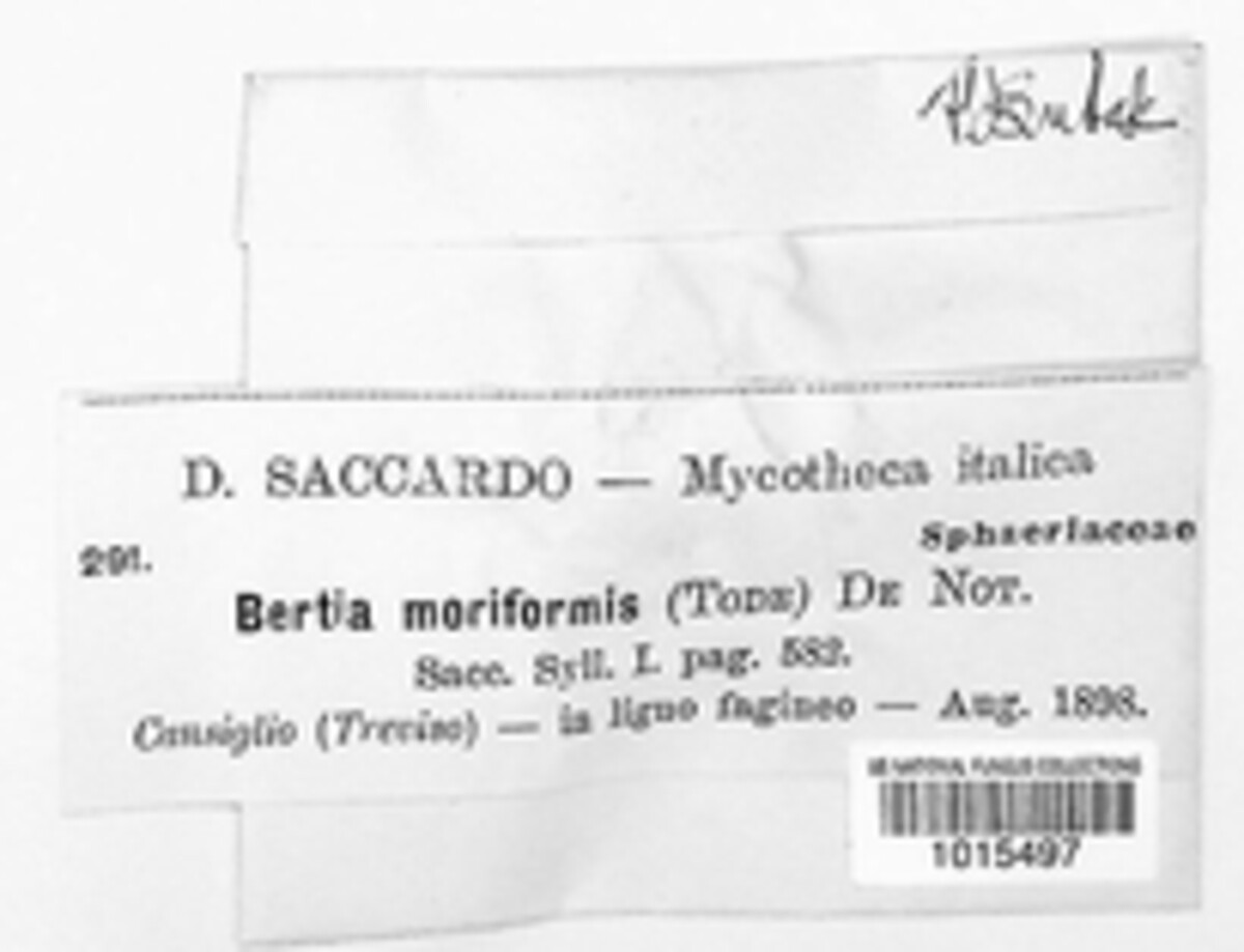 Bertia moriformis image